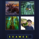 4 Pics 1 Word Bonus July 11 2025
