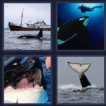 orca