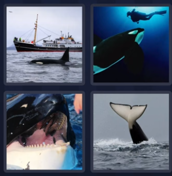orca
