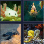 cute - 4 pics 1 word bonus