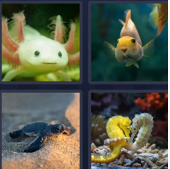 cute - 4 pics 1 word bonus
