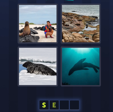 seal 4 pics 1 word July 11 2025