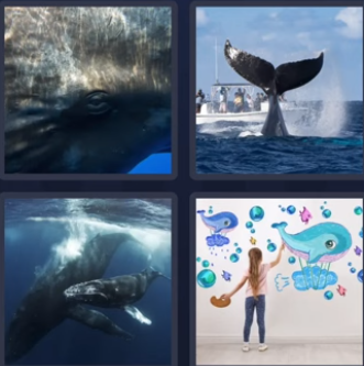 whale