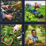 Here’s the metadata for your **4 Pics 1 Word bonus puzzle (Harvest)** image: **Alt Text:** "Four images showing people harvesting crops – picking berries, gathering leafy vegetables, collecting fresh leaves, and smiling with ripe fruits." **Title:** "4 Pics 1 Word Bonus Puzzle Answer – August 8, 2025 | Harvest" **Description:** "4 Pics 1 Word bonus puzzle answer for August 8, 2025 is HARVEST. The clue images show people picking berries, harvesting vegetables, collecting fresh leaves, and gathering ripe fruits, matching this month’s ‘Colorful Delight’ theme."