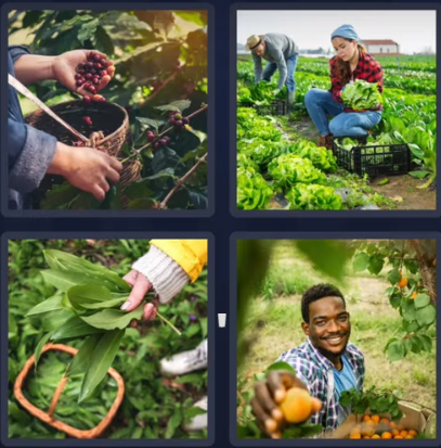 Here’s the metadata for your **4 Pics 1 Word bonus puzzle (Harvest)** image: **Alt Text:** "Four images showing people harvesting crops – picking berries, gathering leafy vegetables, collecting fresh leaves, and smiling with ripe fruits." **Title:** "4 Pics 1 Word Bonus Puzzle Answer – August 8, 2025 | Harvest" **Description:** "4 Pics 1 Word bonus puzzle answer for August 8, 2025 is HARVEST. The clue images show people picking berries, harvesting vegetables, collecting fresh leaves, and gathering ripe fruits, matching this month’s ‘Colorful Delight’ theme."