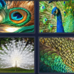 4 Pics 1 Word Peacock August 11 2025
