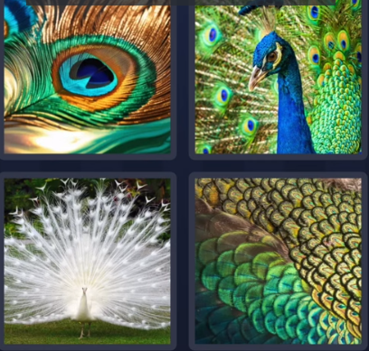 4 Pics 1 Word Peacock August 11 2025