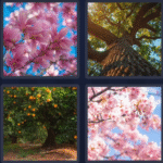 Tree images | 4 Pics 1 word august 11 2025