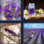 4 pics 1 word August 10 2025 bonus puzzle answer Violet